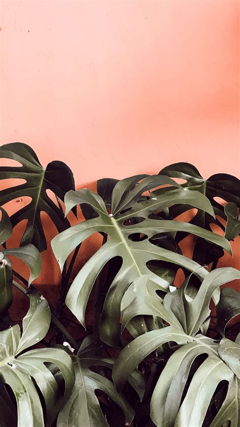 Monstera Wallpaper Iphone - MONSTERA