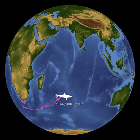 Great White Shark Track Dataset | Science On a Sphere