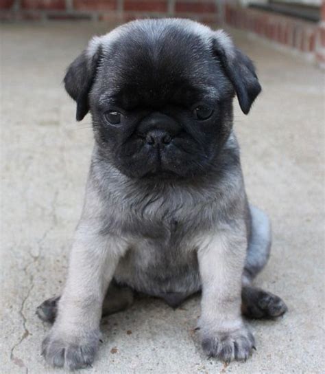 Cute Silver Pug Puppy | Pug puppies, Cute pugs, Baby pugs