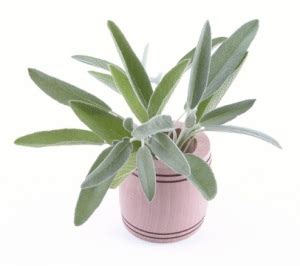 Growing Sage Plant Indoors: How to Grow Sage Herb