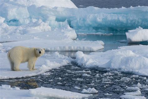 5 Global Impacts of Melting Polar Ice Caps - Articles by MagellanTV