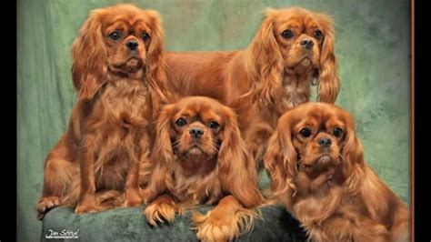 Cavalier King Charles Spaniel #3 Ruby Note Cards | ubicaciondepersonas ...