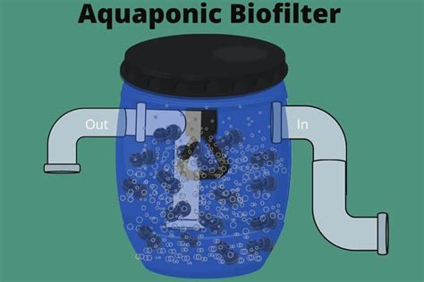 Aquaponics Biofilter: What is It and How does It Work? - Flourishing Plants