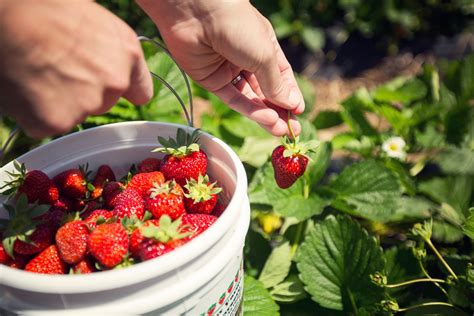 When to Harvest Strawberries