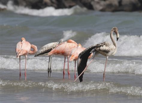 Flamingos in Wisconsin? Tropical birds visit Lake Michigan beach in a ...