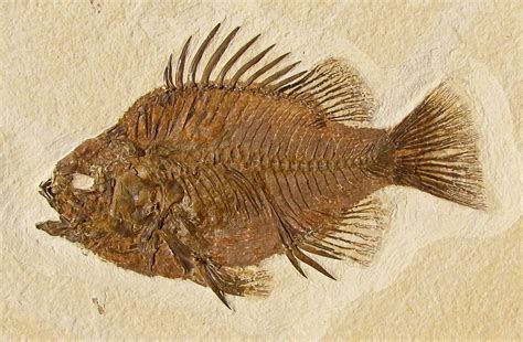 Fossil Fish Name: Priscacara serrata Age: Eocene Formation: Green River ...