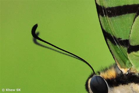 Butterflies of Singapore: The Butterfly Antennae