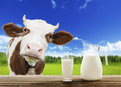 Why should drink cow’s milk?