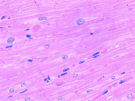 Cardiac Muscle Cells