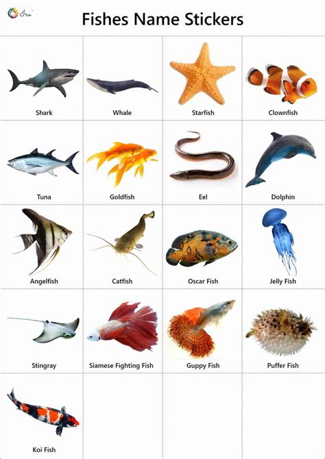 Fish Names : Facts 547 in 2023 | Animals name with picture, Fish ...