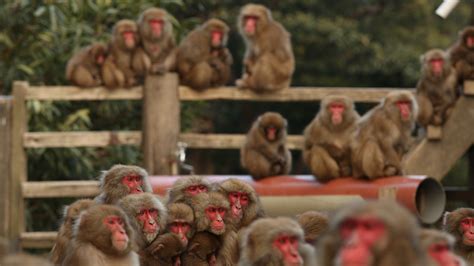 Monkey Is Killed in Japan After Spate of Human Attacks - The New York Times