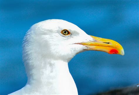 Free Images : beach, nature, ocean, bird, animal, seabird, seagull ...