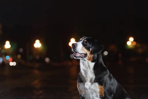 Can Dogs See in the Dark? – American Kennel Club