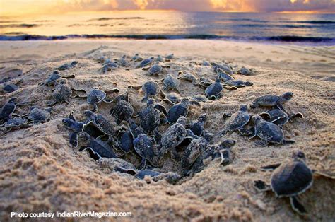 A Lowcountry Boil: When sea turtle nests hatch - Explore Beaufort SC