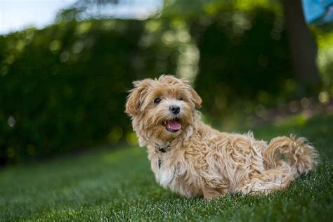 Maltipoo - Maltese Poodle Mix - Animal Corner