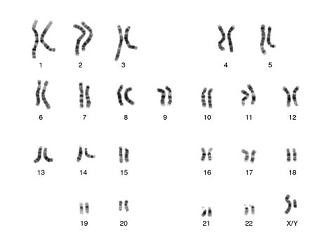 Karyotype