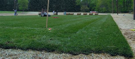 Kentucky Bluegrass Sod | Retail & Wholesale | Superior Turf