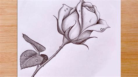 Drawing Of A Rose In Pencil