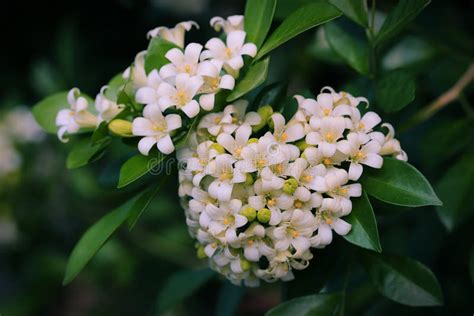 Orange Jessamine Aka Kemuning Flower with Green Leaves Background Stock ...