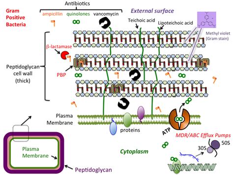 Peptidoglycan Structure In Gram Positive Bacteria