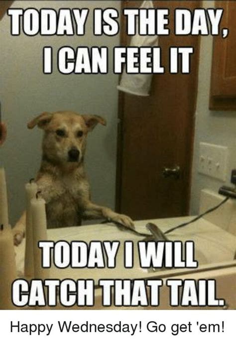 36 Funny Happy Wednesday Memes | Funny animal memes, Funny dog memes ...