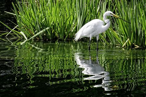 Nesting Egret Photograph by Bill Boehm - Fine Art America