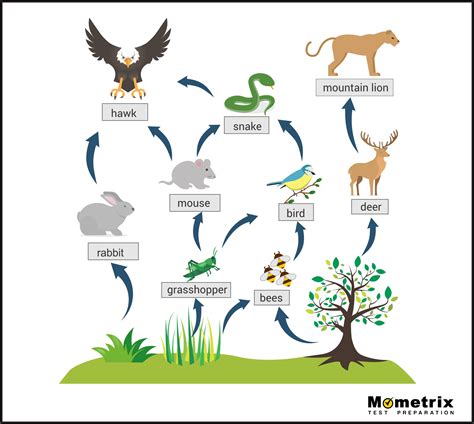 What is a Food Web? - Biology Review (Video)