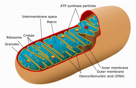 Krebs Cycle - Definition, Products and Location | Biology Dictionary