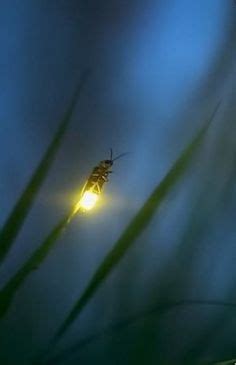 82 Fire Fly "Jugnoo' ideas | firefly, nature, lighting bugs