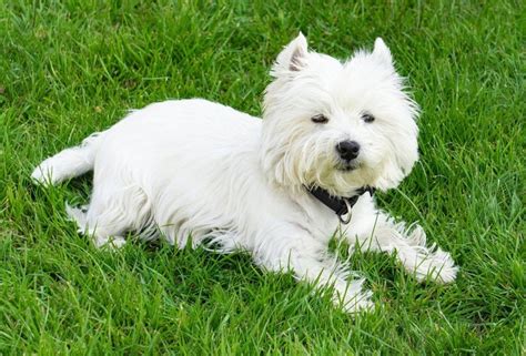 Top 6 Westie Haircuts That You Will Never Look At West Highland White ...