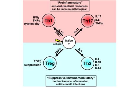 T cell differentiation. When a naïve T cell encounters antigen in the ...