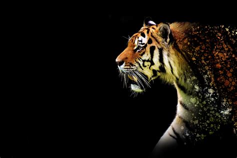 1920x1080 Tiger Abstract 5k Laptop Full HD 1080P HD 4k Wallpapers ...