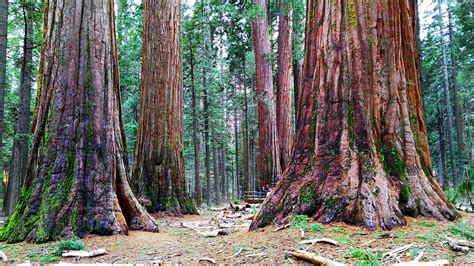 Hyperion - The World's Tallest Tree - Tales by Trees