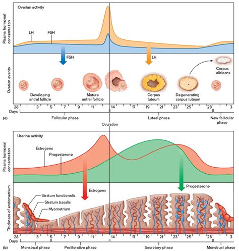 Ovaries - Function, Location, Hormones Produced. What control it?