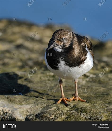 Turnstones Two Bird Image & Photo (Free Trial) | Bigstock