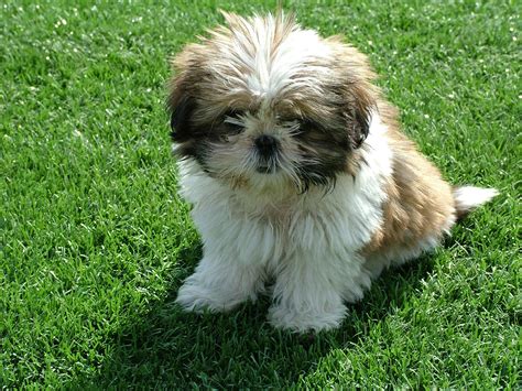 Shih Tzu Dog Breed » Information, Pictures, & More