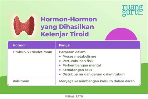 Macam-Macam Kelenjar Endokrin dan Hormon yang Dihasilkan | Biologi Kelas 11