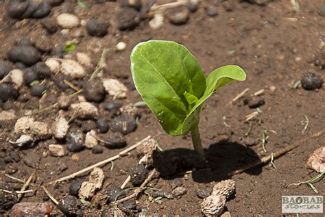 Watering Baobabs - How to to do it properly - Baobab