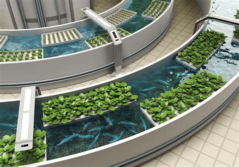 Aquaponics Presents A New Way To Grow Sustainable Fish And Veggies ...