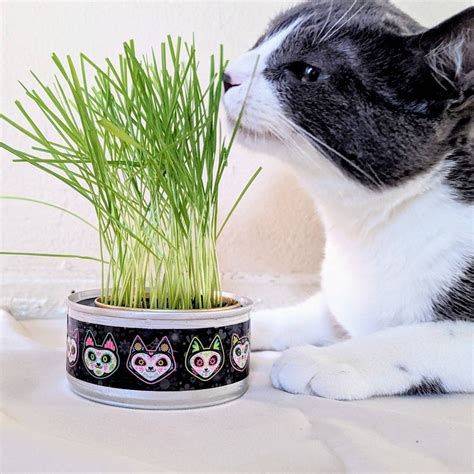 Organic Cat Grass Growing Kit Healthy Treat Pet Grass Organic ...