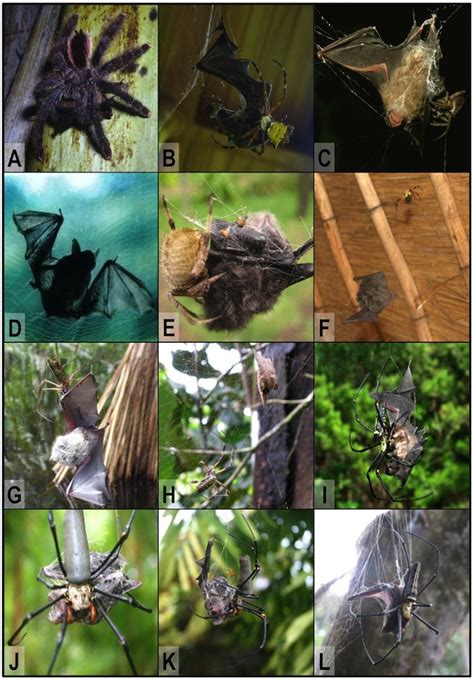 Spiders all over the world like to snack on bats | Grist