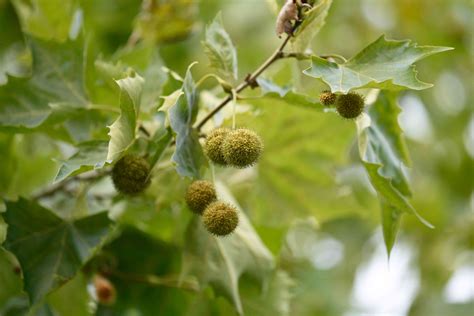 How to Grow and Care for a Sycamore Tree