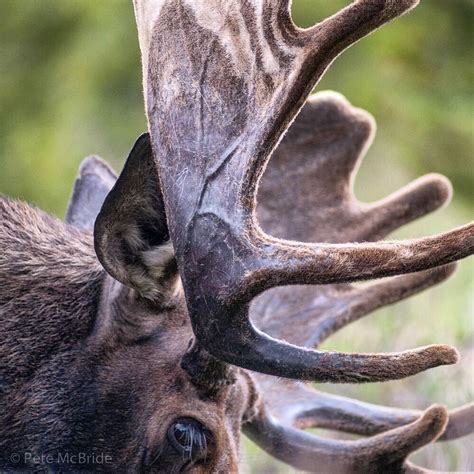 Photo @pedromcbride // Patterns of velvet antlers on a bull moose which ...