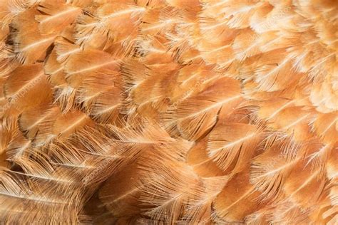 Hen feathers detail — Stock Photo © smithore #54688325