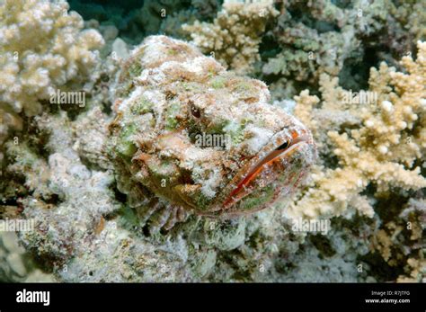 False stonefish (Scorpaenopsis diabolus), camouflage, Red Sea, Egypt ...