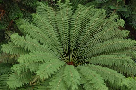 Dicksonia antarctica - Tree Fern | Happy Botanist