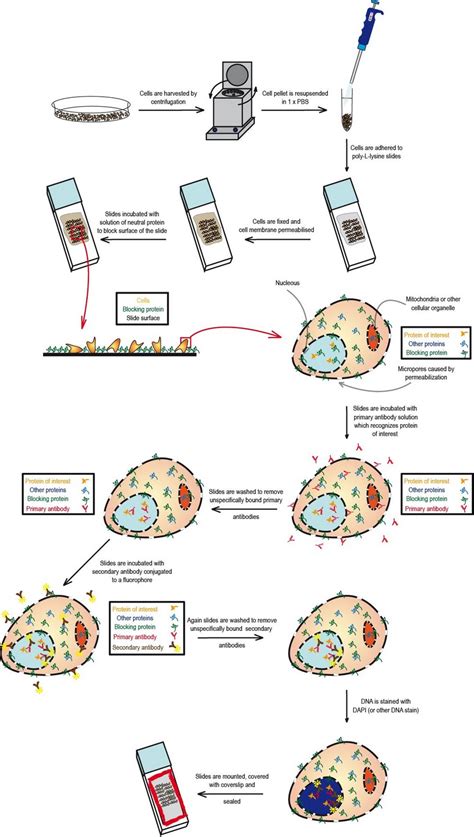 BioFreaks Biochemistry Blog (v.Beta): GGS LIVE - Immunofluorescence