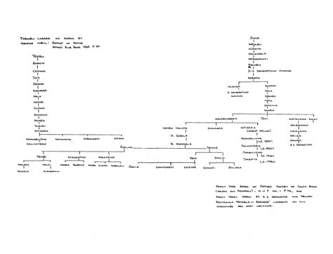 Nelson Mandela Family Tree | South African History Online