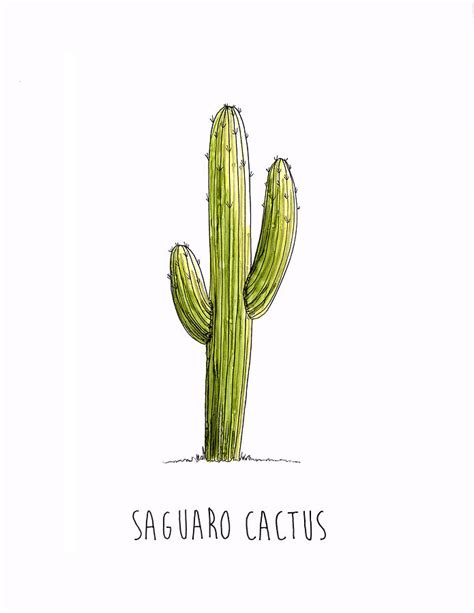 Cactus Realistic Drawing - Drawing Skill