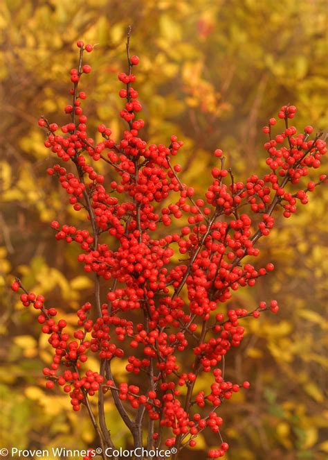 Berry Heavy® - Winterberry Holly - Ilex verticillata | Proven Winners